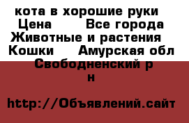 кота в хорошие руки › Цена ­ 0 - Все города Животные и растения » Кошки   . Амурская обл.,Свободненский р-н